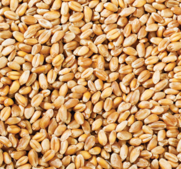 Wheat